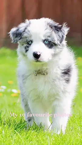 Hes growing up way too quickly #CapCut #GlowUp #bordercollie #bordercolliepuppy #bluemerle #merlepuppy #merlecollie #puppy #puppiesoftiktok  #colliepuppy #collie #bc #blueeyes #bordercolliesoftiktok #westlondondogs #nikon 