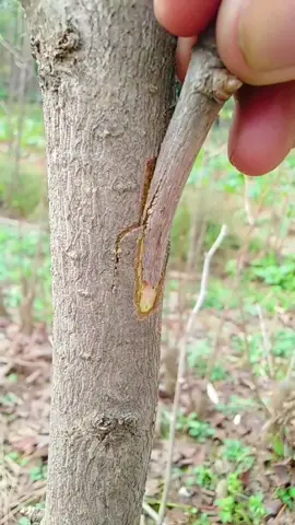 Ginkgo fruit tree side grafting #plantgrafting #graftingplant  #graftingtechniques #grafting 