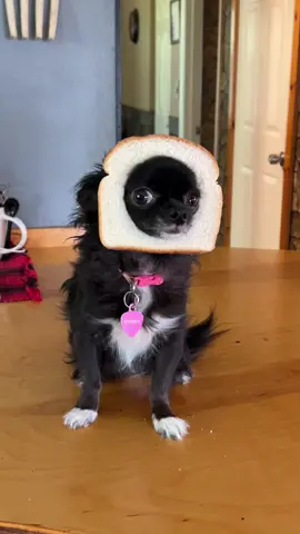 BREAD PUDDIN IS BACK 😭❤️ #1jolly1 #dogs #pets #fyp #foryoupage #petsoftiktok 