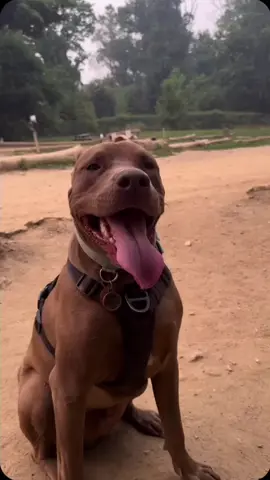 I wonder what rating he will get?!? I know what I rate him.  #dog #puppy #handsomeboy #ratemydog #ratemydoggoincomments #doggo #dogsoftiktok #distinguishedgentleman 