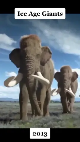 Mammuthus Columbi (Columbian Mammoth/ Mamut Colombino) Evolution #mammoth #mammoths🦣 #mammothmountain #columbianmammoths #wollymammoth #mamut #iceage #eradehielo #labrea #rancholabrea #prehistoric #prehistoria #prehistoricmammals #paleontology #evolution 
