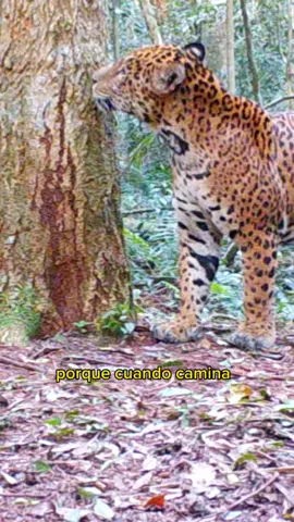 YAGUARETÉS: HUELLAS EN EXTINCIÓN 🇦🇷😢 Un grupo de científicos realiza un censo de estos felinos mediante cámaras trampa. Los reconocen por los patrones de manchas en su piel.  El Yaguareté está en peligro crítico de extinción. Mayormente por la caza furtiva, el atropellamiento y la pérdida de hábitat. 📍Misiones  Por @JasonMayne 