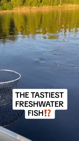 The tastiest freshwater fish in North America⁉️ On our 3 days of our northern fishing trip we planned to have a shore lunch catch and cook with my uncles, grandpa, and cousin right at our  campsite. It was the pink curly tail that proved to be our secret weapon once again. On a ¼ oz VMC Sleek Long Shank Jig.  Using Jay Siemens and Josh Mcfads Catch and Cook Original Batter for our walleye. My new favourite seasoning to buy in store. It was an amazing lunch and it was a nostalgic moment eating fish with my oldest fishing buddies. We had one more evening and the next morning to find the big fish we’ve been looking for 👀 @dudewipes always on deck for emergencies or clean ups. Shower wipes were also clutch for quick dry shower before bed. #Fish #CatchAndCook #Fishing #Walleye #FishingVideo #FishingReels #dudewipes