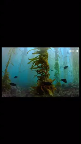 Kelp needs our help! Read on if you want to learn what’s been happening to our kelp forrests over the last decade: This shot from the Our Planet episode, Coastal Seas, depicts the devistating loss of kelp after the marine heatwave nicknamed ‘The Blob’ in 2014. The heatwave triggered a large increase in Sea Star Wasting Syndrome, killing off billions of sea stars. One species in particular, the sunflower star, decreased in population by more than 90%.  Sunflower stars are one of the top predators of purple sea urchins. Without the sunflower star to keep them in check, urchin populations exploded. Sea urchins came out of their burrows (where they would usually stay and feed on drift kelp) and started demolishing kelp forests. In Northern California, kelp has since decreased by over 90%. Kelp forests are critical to culture and economy. It is estimated that globally kelps contribute over $600 billion per year in fisheries production, nutrient cycling, and carbon removal services. Because of this, researchers are working on several restoration methods to promote the recovery of kelp. One method involves breeding sunflower sea stars in captivity to be reintroduced to the system. In some places, urchins are being culled to create room for new kelp to settle. Urchins can also possibly be removed, fed in aquaculture facilities, and sold for their uni. Finally, kelp is being ‘planted’ using seeded lines and gravel, and spore bags are placed to naturally release kelp spores into the ecosystem to settle and grow.  Whether you realize it or not, you are likely affected by kelp in some way! Especially if you eat seafood, or use coastal areas for ecotourism. Were you aware of this drastic loss of kelp?  #ourplanet #kelpforest #kelp #kelprestoration #restoration #theblob #seastarwasting #urchinbarren #urchin #marinebiology #fyp #foryou