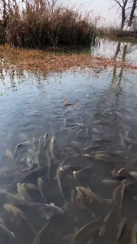 Surprisingly , I discoverd a river section teeming with fish 🐟🐟🐟🐟🐟 #FishingLure #CarpFishingUK #FishingUK #FishingUK #bestfishingrods #FishOfTikTok #FishingLife #fishing #CarpFishingTips #Fish #ukfishing #FishVideos #BeautifulFishes #FisherMan #cutefishoftiktok #AtTheLake #CarpFishingVideos 