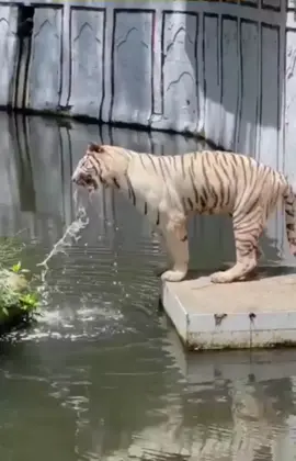Harimau muntah literan air di kolam !! Kasihan banget...