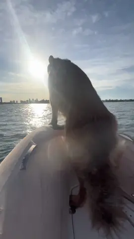 #dog #germanshepherd #boatlife #fyp #viral #dogsoftiktok 