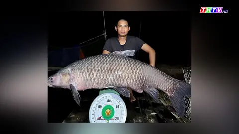 Cần thủ ở Nghệ An câu được trắm đen “khủng” hơn 40kg
