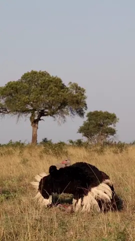 The fascinating courtship dance performed by the male Ostrich to attract the female counterpart to mate. #animalsoftiktok #wildlifeanimals #wildlife #animals #wildanimals 