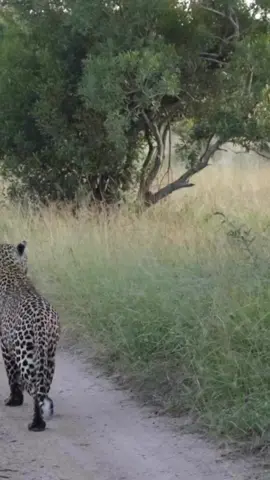 Only one winner in this battle in the wild. The agility of a leopard though…? Up the tree in a flash!  Its the battle for supremacy! 
