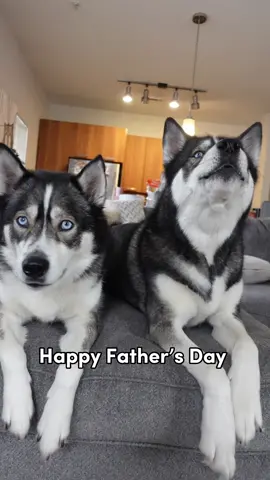 To all the amazing dog dads out there… thank you 🤍  #huskiesoftiktok #viraldogs ##huskylife##talkinghusky##dogsvideo##dogs##huskies##dogsoftiktok##doggo##huskies##dogdad##viraldog