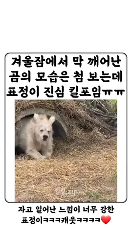 더 피곤해보이는게 킬포임ㅠㅠㅋㅋ . #유머 #오늘의유머 #놀아줘 #짤 #짤방 #예능 #웃긴영상 #웃긴동영상 #웃긴글 #웃긴짤 #대유잼 #요즘 #웃긴 #ㅋㅋㅋ