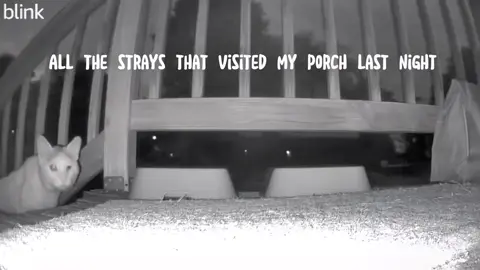 #straycatfamily #cattok #straycatlady 