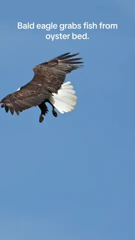 Did you know eagles practice the art of midair ballet? Nah, they are just really good at being flying dinosaurs. #dinosaurs #esgles #birbs #birdsoftiktok #marksmithphotography 