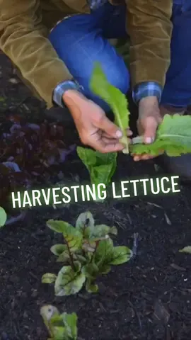 Despite the challenges of shade and slug damage, these lettuce are not as bad as they look 🌿✨ Watch as I harvest the lettuce, embracing imperfections and focusing on the delicious leaves that remain. 🥬With stronger roots and the weather warming up, I'm betting on a nice slug free harvest ahead! 🌞🍃.              #lettuce #smallveggarden #nodig #charlesdowding #nodiggardening 