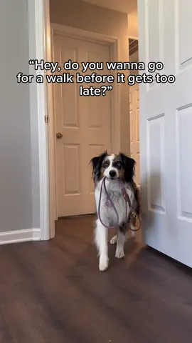 This is your reminder to take your dog on that walk.  Its the best part of their day 🥺 #fyp #foryou #dogtok #relatable 