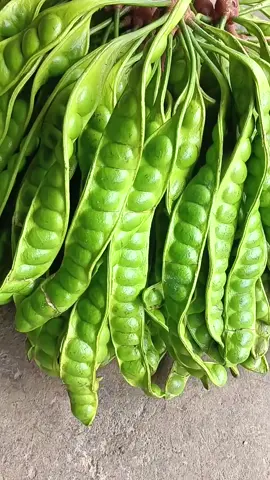Petai padi rasanya manis, gurih, krenyes sedap ya kak .. pokoknya mantap bikin nafsu makan bertambah hehe .. join di live ya kak .. #petaisegar #petaimentah #petemagetan #petai 
