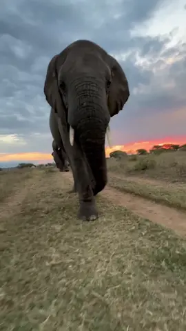 Elephant orphan, now herd member, Kumbura walks with her adoptive family through the African wilderness at sunset ☀️ #elephants #southafrica #wildlife #elephantorphanage #elephant #animalrescue #herdsouthafrica #everyelephantmatters 