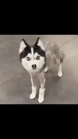 #funnyanimals #PetsOfTikTok #funnycat #funnyvideos #foryou #funnydogs 