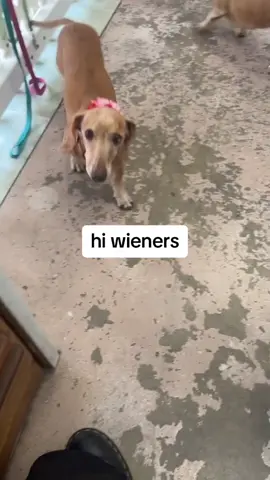 Replying to @Samosa   Why is this dog Michael Scott? #theoffice #wienerdog #dachshundsoftiktok #smalldogattitude #lol 📹@Sydnee 