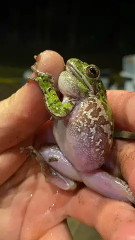 This barking tree frog found at my buddy’s house in a Louisiana was adorable. 🐸 _ _ #barkingtreefrog #treefrog #frog #callingfrog #frogcall #frogs #frogsofinstagram #frogsoflouisiana #amphibians #amphibian #amphibiansofinstagram #amphibiansoflouisiana #herp #herping #herpingtheglobe #herpinglouisiana #louisiana #louisianawildlife #wild #wildlife #nature #animal #cute #adorable #natgeo #natgeowildlife #natgeowild #yourshotphotographer #your_wildlife