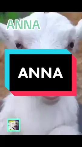 Tag your friend Anna.🤣 #talkinganimals #viral #funnyanimals #lamb #foryou #perte 