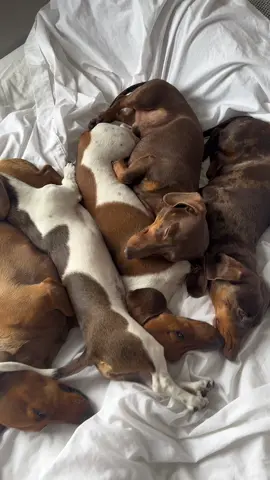 One big sausage snuggle 🥰 #MiniDachshund #fypdog #dachshundsoftiktok #dogcuddle #piebalddachshund #dappledachshund 