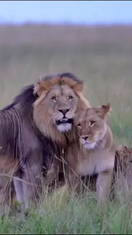 We watched this male lion stalking these wildebeest for the quite some time before he eventually launched an unsuccessful hunt before returning to the pride :>Lion. ::::-_____>^^<_____-::::#hunger  #hungergames #lion #lions #kinglion #lionsking #lionkingsandqueens🦁👑 #tiger #tigerking #tigerhunt #hunting #lion #lions #lionslover #liongate #liongateportal #lionsgate #lionsoftiktok #viraltiktok #viralvideo #viral #foryou #turkey #turk #china #usa_tiktok #usa #man #manchesterunited #londonlionsbasketball #manchesterunited #londonlion #londontown #londontiktok #londonlife #dubai #dubai_dxb_uae #abudahbi #qatar #qatar🇶🇦 #saudi #kuwait #bahrain🇧🇭 #oman🇴🇲 #tigerlover #tigerking #foryoupage #foryourpage #foryoupageofficiall #arsalan #arsalannoori07 #alpha #asad #alasad #ali #kahbib #kahalid #kahlid #iamking #viraltiktok #viral #viralvideo#china #usa🇺🇸 #ukraine🇺🇦 #russia🇷🇺 #dubai #dubai🇦🇪 #uae #uae🇦🇪 #leopard #amur #cheetahs #Dubai #malaysia #singapore #singaporetiktok #KL #lionelmessi #lioness #lionelmessi10 #foryou #foryourpage #savenature_savelife_🌱🌿 #savetheworld #azarbaycan #baku #savewater #saveanimals #saveanimalslife #savebigcats #savelions 