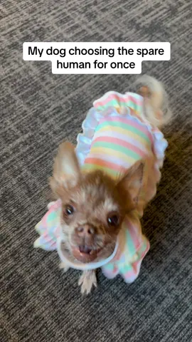 Well played, Sir. #dogvideos #chihuahuas #hairlesschihuahua #dogsoftiktok #dogtok #blowthisup #dogmoms #dogdads #dogparents #hairlessdog Description: hairless chihuahua in cute clothes abandons mom for a chip from dad. 