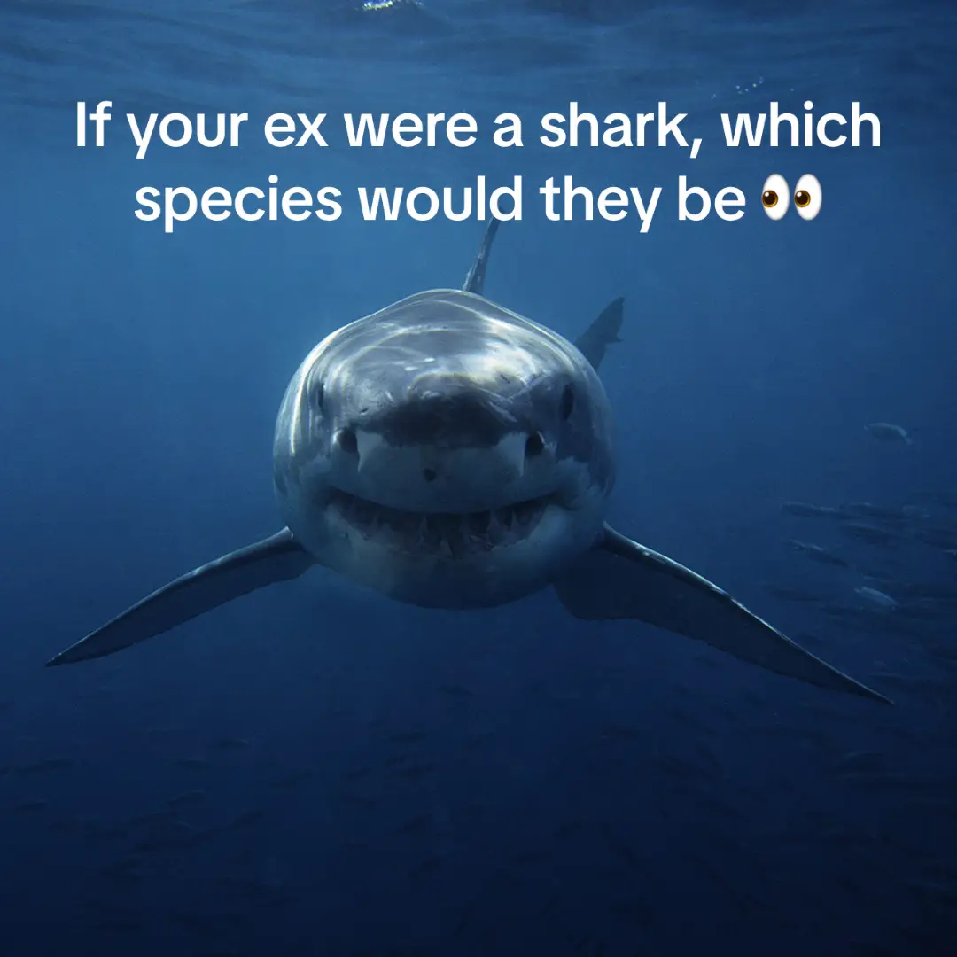 Comment which reminds you of your #ex 👀 🦈 Keep your eyes out for #SharkWeek coming THIS JULY!