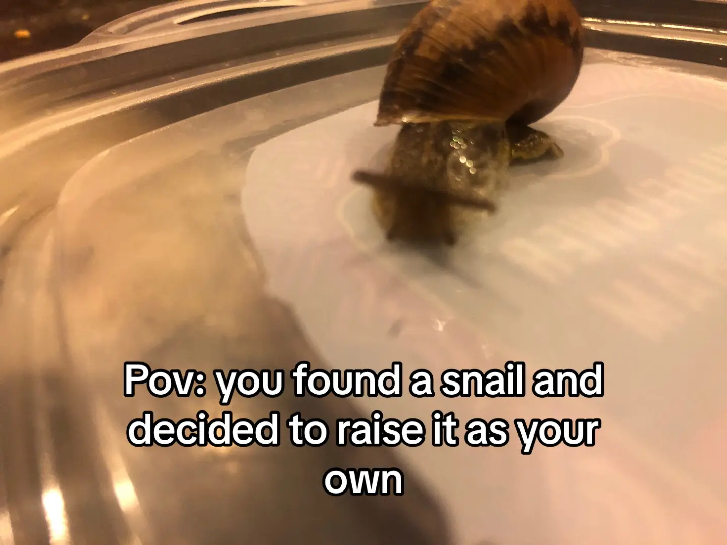 turbo in the making😎🔥🐌  #viral #fyp #xyzbca #foryou #fypシ #snail #snails #viralvideo #turbo 