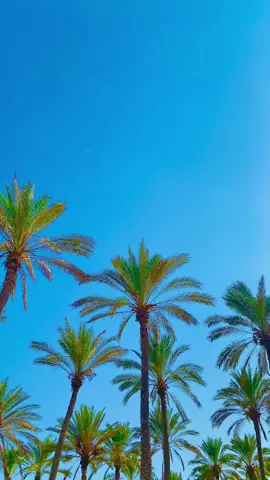 #sina🌴 #شمال_سيناء #العريش #بحرالريسه #الريسه #الريسه #الريسه❤️❤️ 