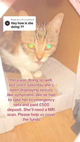 Replying to @e-if  My baby seems to be relapsing, weve had to drop her off to the emergency vets tonight. I dont know how I’ll cover the fees this time. Please please if you can donate even if its a small amount please click the link in my bio! #fipawareness #fipsucks #fivpositivecat #PetsOfTikTok #fyp #foryoupage #viral #donate #gofundme #straycat #cashapp #paypal #fipwarrior #fipwarrioroftiktok #catsoftiktok #seizure #sickcat #pleasehelp 