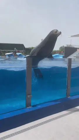 #foryoupage #majorca #marinelandmallorca  thankfully she was ok😅