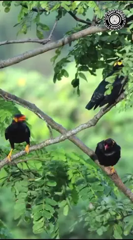 THE TALKING BIRD  COMMON HILL MYNAH #animal #animals #animalsoftiktok #animallover #animalkingdom #animalworld #animalworlds #weird #weirdanimal #weirdanimals #tiktokviral #tiktokviralvideo #mynah #MYNAH #mynahbird #talkingbird #talkingbirds #fyf #fyp #bird #birds #birdsoftiktok #allaboutanimals 