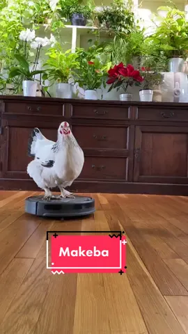 After I washed and blowdried her butt #fypシ #funnychicken #cutechickens #fypシ゚viral #petchicken #viral #chickenoftiktok #fypdongggggggg #fyp #trending #funnyanimals 