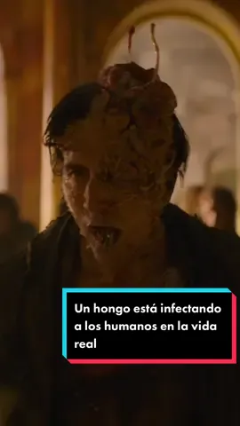 Hongo que infecta a los humanos en la vida real 😨  #thelastofus #cordyceps #thelastofuspart2 #tiktokgaming #gaming #parati #tlou 
