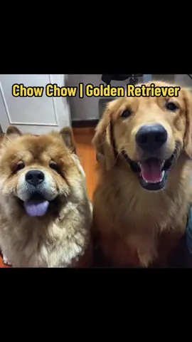 My babies 🥹😍🤍 I can’t imagine tomorrow without them 🥺 #foryoupage #fyp #foryou #furbaby  #furyoupage #furmom #chowchow #goldenretriever 