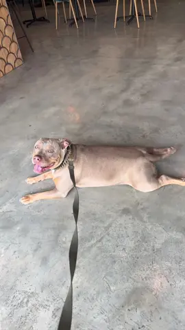 I missed you too Zoe🥹 #bulliesoftiktok #funnydog #dogs #dogsoftiktok 