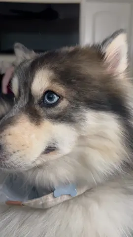 Cuda loves to sing Happy Birthday #pomsky #fyp #dogsoftiktok #puppy #dogs 