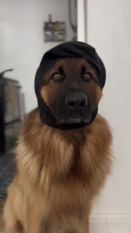 #dog #robbindabank #germanshepherd #puppy #dogsoftiktok #fyp #funny #funnyvideos 