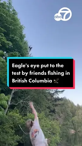 A group of friends decided to share their spoils from a day of fishing in British Columbia by putting the term eagle eye to the test. 🦅🐟 ️#news #abc7la #abc7eyewitness #animalsoftiktok #eagle #fish #fishing #britishcolumbia 