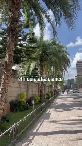the palm trees in ethiopia are superior🌴☀️ #habeshatiktok #ethiopia #addisababa #fypシ 