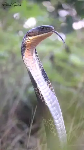 Largest venomous snake in the world, KING COBRA 🐍 #fyp #fypシ #foryou #foryoupage #foryourpage #snake #animals #reptile #king #kingcobra #wildlife #wildlifephotography #nature #pokhara #nepal 