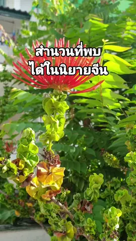 แบ่งปันสำนวนจีนค่า อ่านไม่ทันกดหยุดได้น้าาาา #นักเขียนฝึกหัด #นักเขียนมือใหม่ #ดันขึ้นหน้าฟีดทีนะค้าบ🥺 #นักเขียนนิยาย 