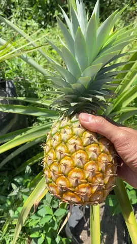 Panen nanas tanpa duri #nanas