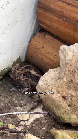 Its dry out here for a toad #toad #toadsoftiktok #toadlady #toadtime #froglover 