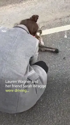 This is incredible 🥲😭 #rescueanimals #safety #kangaroo #fyp #incredible 