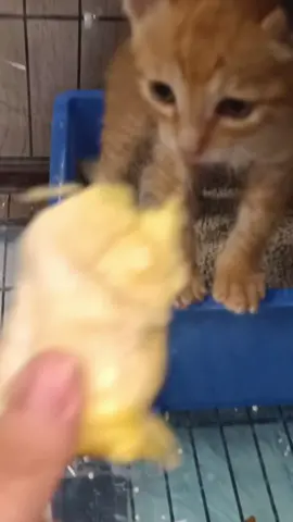 When the cat smells durian,its reaction 😂😂#cat #cats #kitten #pet #pet #catsoftiktok #catsoftiktok #cute #durian 