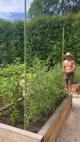 The “Urban Weave” string trellis is my take on the classic Florida Weave for #raisedbed #garden #tomatoes and #tomatillos steel posts and poly twine definitely work best. Minimal pruning with this #trellis . #gardening #farming 